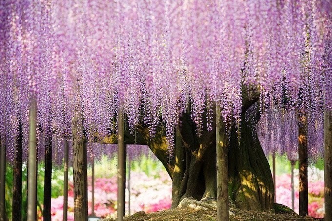 Монстр Пашок. В парке города Точиги (Япония) находится самое красивое дерево в мире глициния. Посетители стекаются сюда, чтобы посмотр