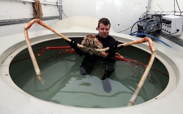 Вах. ZexyZek. Гигантского японского морского краба-паука по прозвищу "Big Daddy" привезли в развлекательный центр "Sea life" в Блэкпул