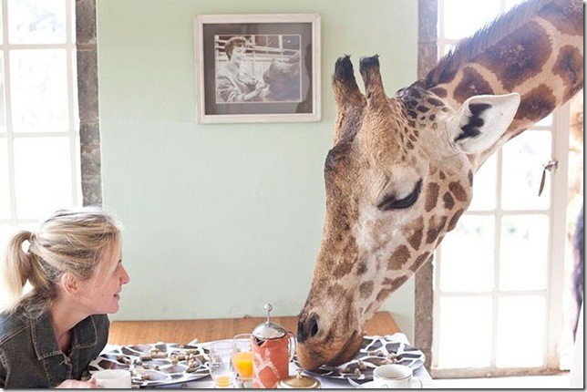Завтрак с жирафами. Высоцкий.  Читать далее... Поместье жирафа (Жираффе Манор) — уникальный отель в пригороде Лангата в Найроби, Кения, известный свои