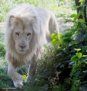 Белый лев)). саня2014.  В настоящее время насчитывается всего 300 особей белых львов во всем мире. Обитают они вгигантском Заповеднике Санбона