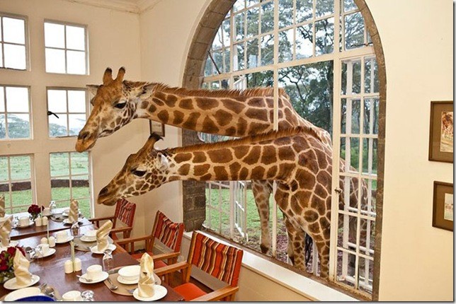 Завтрак с жирафами. Высоцкий.  Читать далее... Поместье жирафа (Жираффе Манор) — уникальный отель в пригороде Лангата в Найроби, Кения, известный свои