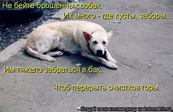 Презентация брошенные животные