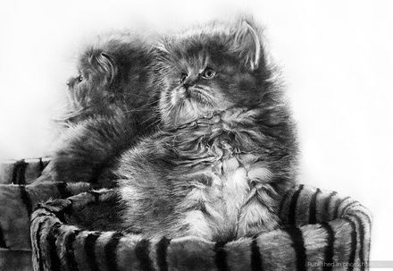 КотЭ , Фото , Карандаш , няши. Искусство: Гиперреализм в изображении котов. blackice