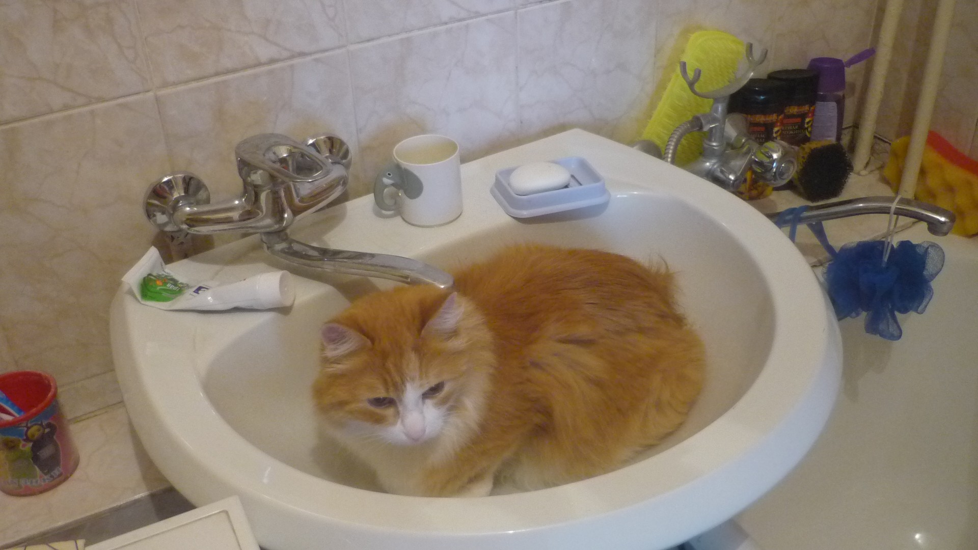 мой кот 2. енот.  он моется!