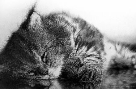 КотЭ , Фото , Карандаш , няши. Искусство: Гиперреализм в изображении котов. blackice