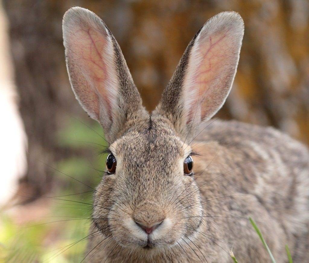 Кроль. _2rbina 2rista_.     Просто обычный кролик. Это ушастый кролик который любит кушать траву. У него большие уши как у чебурашки.